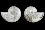 Agate Replaced Ammonite Fossil - Madagascar #145815-1
